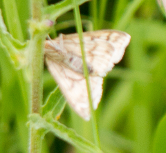 Sitochroa verticalis