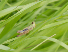 Pseudochorthippus parallelus