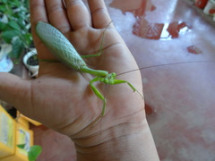 Macromantis hyalina