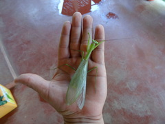 Macromantis hyalina