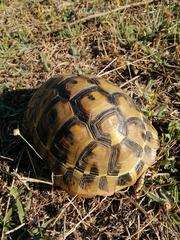 Testudo hermanni