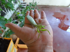 Macromantis hyalina