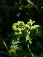 Euphorbia hyberna