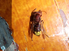 Vespa orientalis