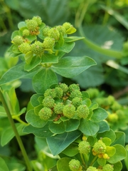 Euphorbia hyberna