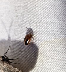 Prionocyphon limbatus