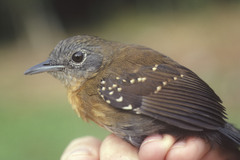 Myrmophylax atrothorax