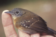 Myrmophylax atrothorax