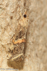 Euchromius cambridgei