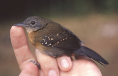 Myrmophylax atrothorax