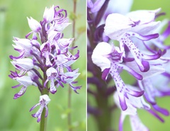 Orchis simia