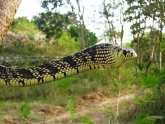 Chicken Snake photo 5