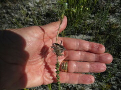 Mirperus jaculus
