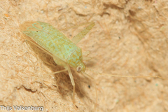 Phytocoris delicatulus