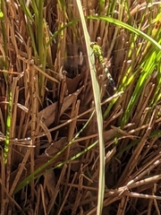 Erythemis simplicicollis