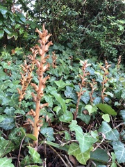 Orobanche hederae