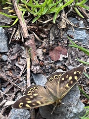 Pararge aegeria
