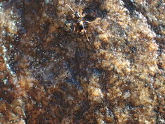 Bembidion quadrimaculatum