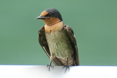Pacific Swallow - Photo (c) Soh Kam Yung, some rights reserved (CC BY-NC), uploaded by Soh Kam Yung