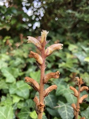 Orobanche hederae