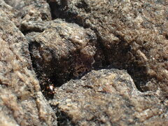 Bembidion quadrimaculatum