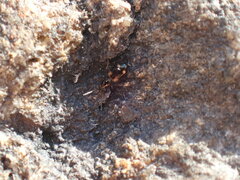 Bembidion quadrimaculatum