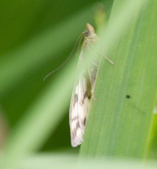 Sitochroa verticalis