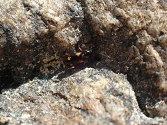 Bembidion quadrimaculatum