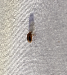 Prionocyphon limbatus