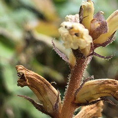 Orobanche hederae