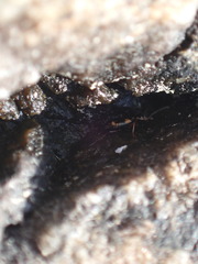 Bembidion quadrimaculatum