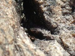 Bembidion quadrimaculatum