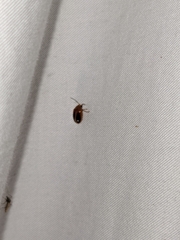 Prionocyphon limbatus