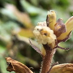 Orobanche hederae