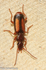 Polistichus connexus