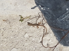 Podarcis siculus