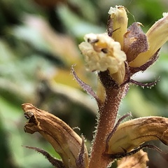 Orobanche hederae