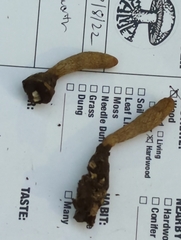 Xylaria ellisii