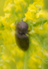 Prosternon tessellatum