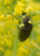 Prosternon tessellatum