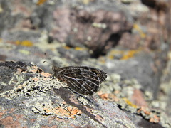 Hipparchia autonoe