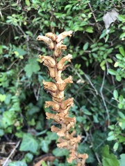Orobanche hederae