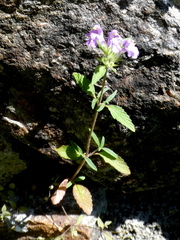 Galeopsis angustifolia