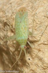 Phytocoris delicatulus
