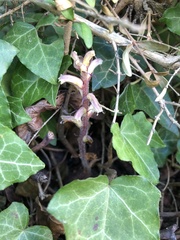 Orobanche hederae
