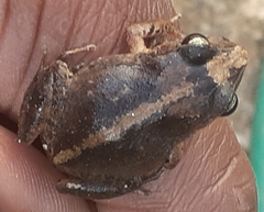 Eleutherodactylus johnstonei