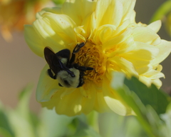 Bombus griseocollis