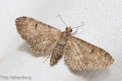 Eupithecia ultimaria