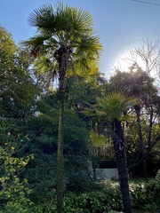 Trachycarpus fortunei