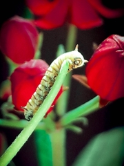 Danaus erippus